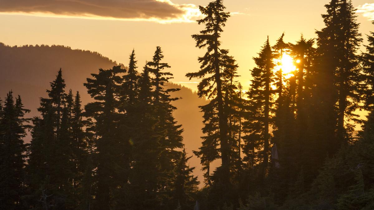 A stand of conifers silhouetted by the setting sun. 