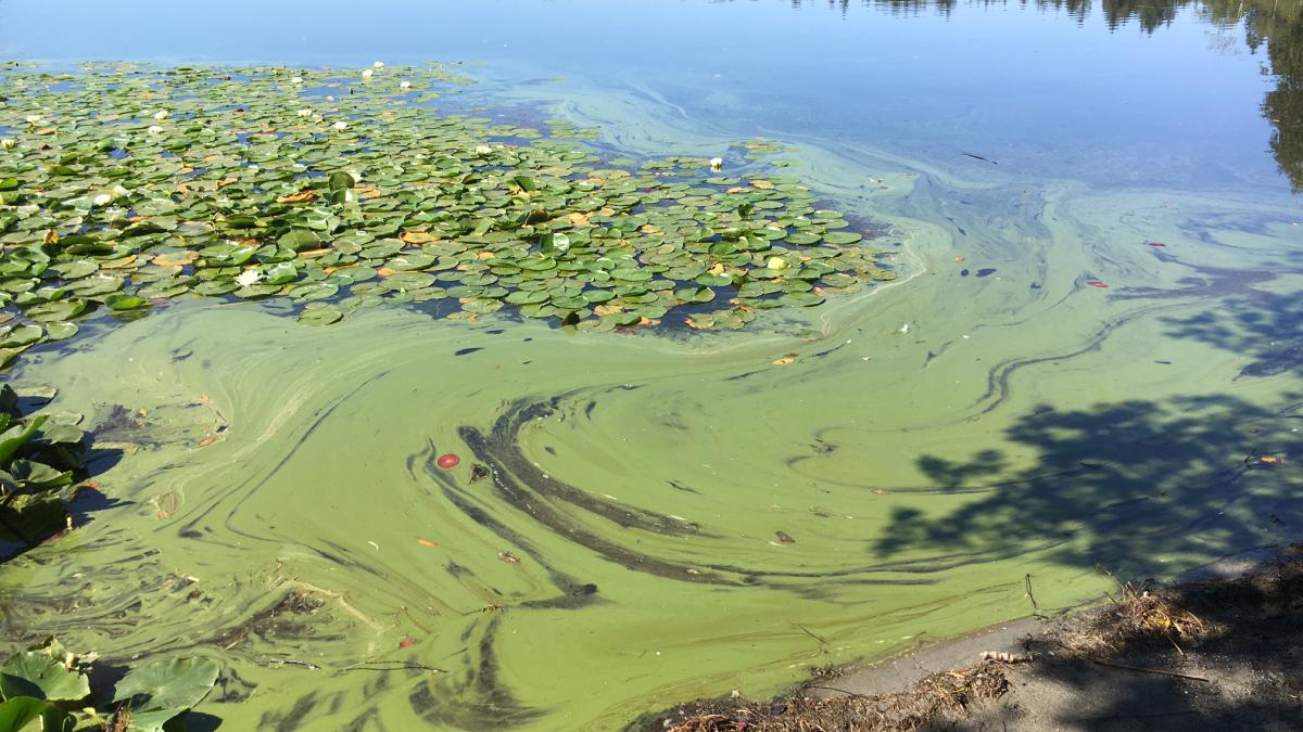 A green algal bloom covers a large portion of a freshwater lake