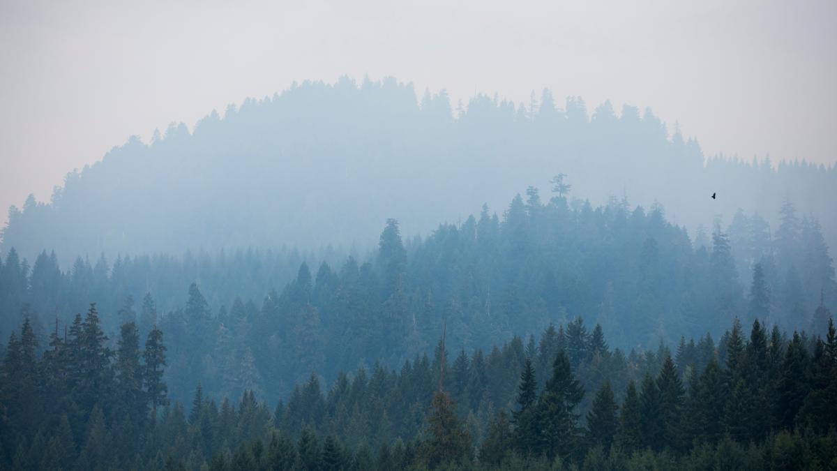 smoke in trees