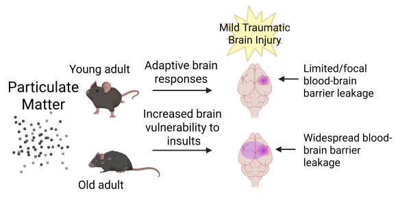 A schematic shows how exposure to air pollution in aged but not young mice contributes to widespread blood-barrier leakage after a mild traumatic brain injury.