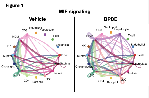 A colorful and complicated diagram illustrating the relationships among multiple liver cell types in mice who were exposed to BPDE and controls